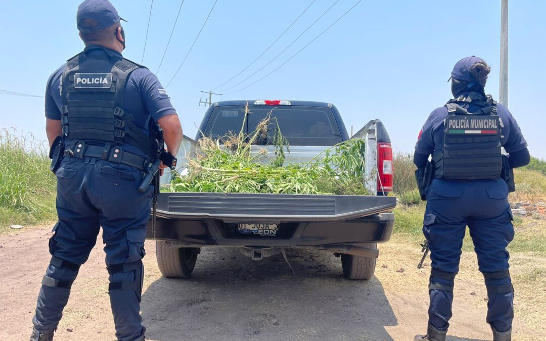 Policías de Salamanca encuentran plantío de mariguana junto al río Lerma