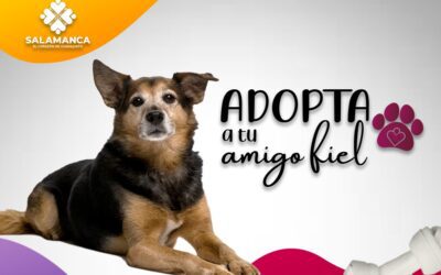 Promueve Gobierno de Salamanca campaña de adopción responsable de perros.