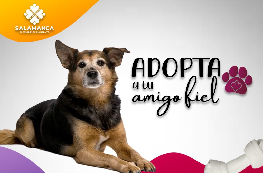 Promueve Gobierno de Salamanca campaña de adopción responsable de perros.