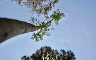 ¡Salamanca Verde! Gobierno Municipal Impulsa la Arborización Urbana